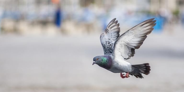 Pigeon-flies-above-the-road
