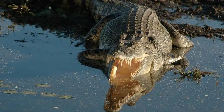 Salt-water Crocodile