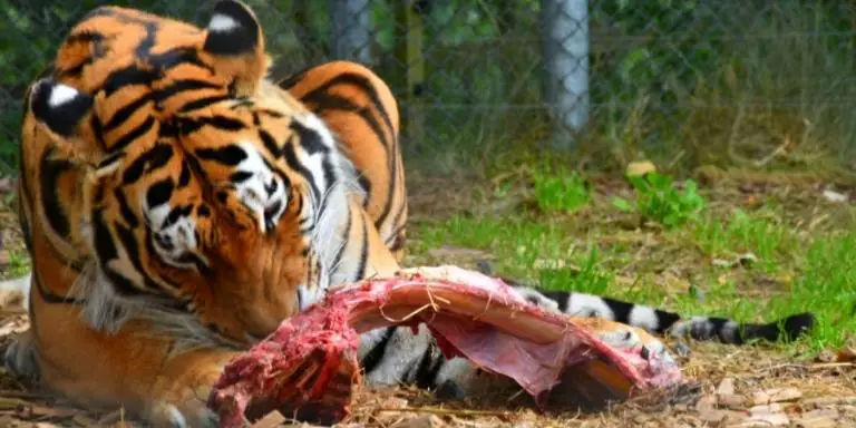 Tiger eats bone-in meat
