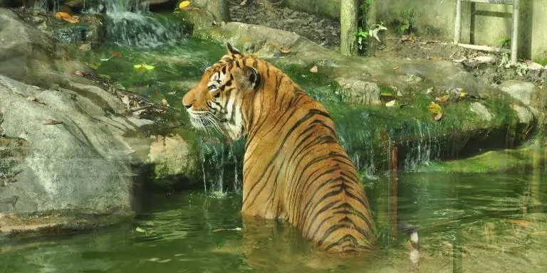 Tropocal Rainforest tiger