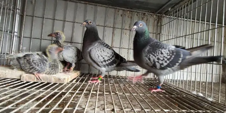 Two-baby-pigeons-with-parents