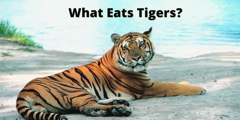 What Eats Tigers