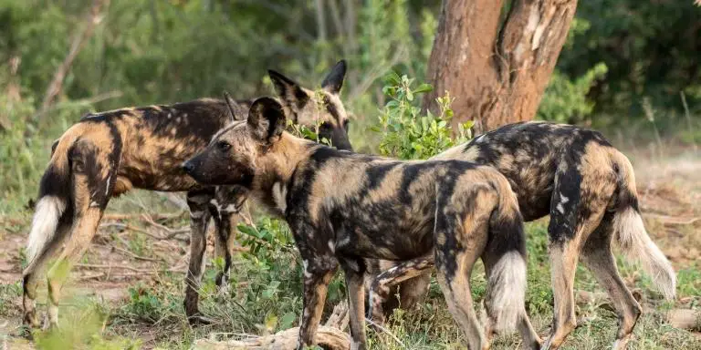 Wild dog pack