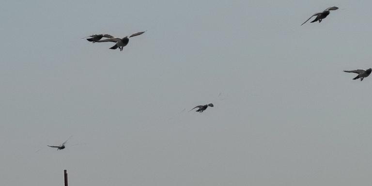 pigeons-are-flying
