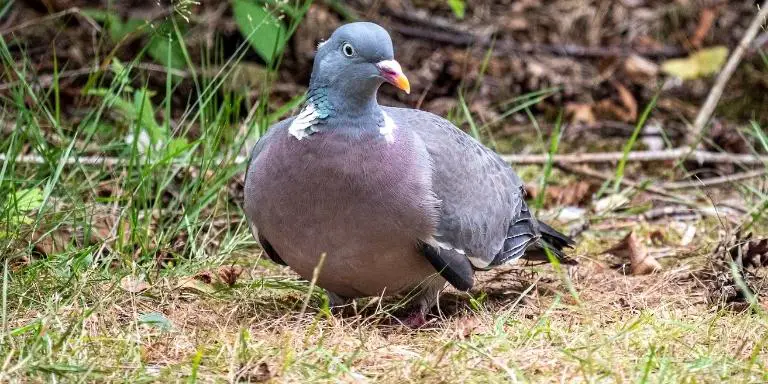 wood-pigeons-do-movement-during-autumn