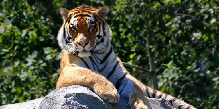 A tiger lounging