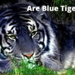 Are Blue Tigers Real