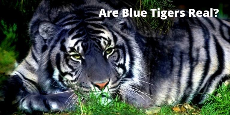 Are Blue Tigers Real