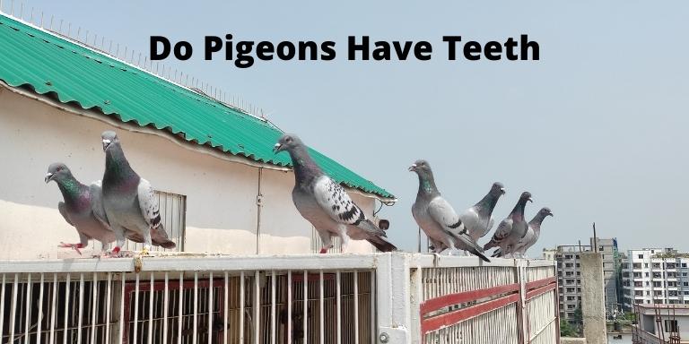 Do-Pigeons-Have-Teeth