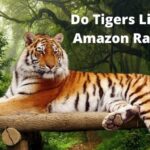 Do Tigers Live in the Amazon Rainforest
