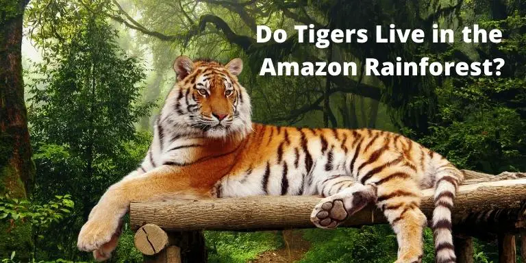 Do Tigers Live in the Amazon Rainforest