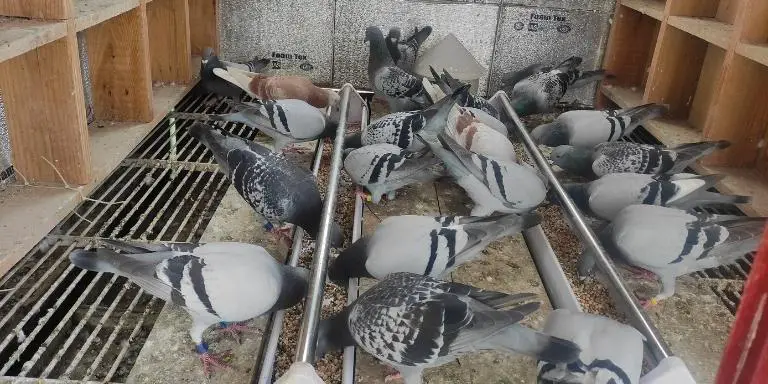 Pigeons-are-eating-food