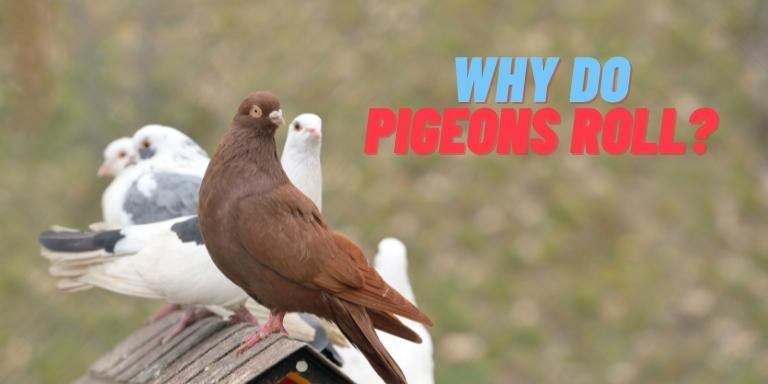 Why-do-Pigeons-Roll