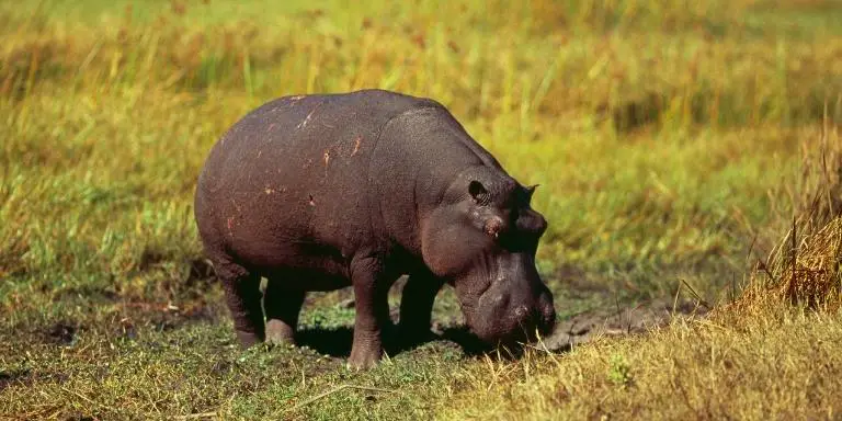 hippo is roaming on the field
