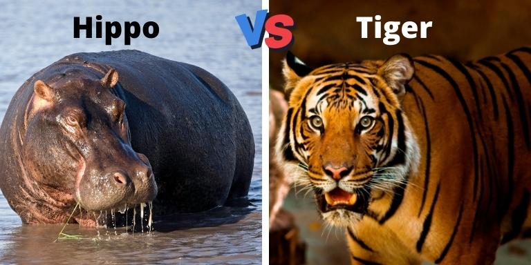 hippo vs tiger