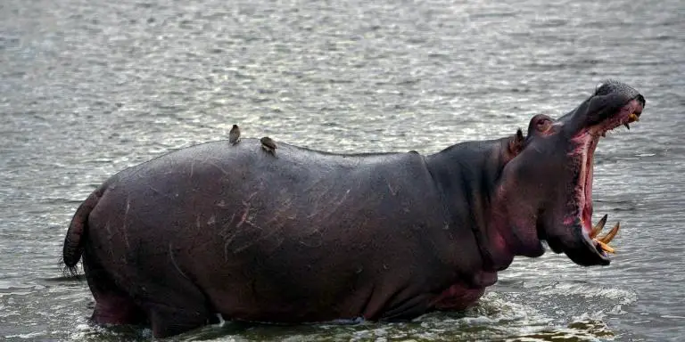 hippo yawn