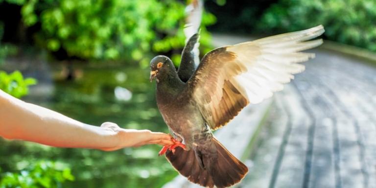 pigeon-on-human-hand