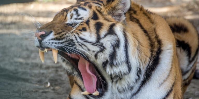 tiger yawn