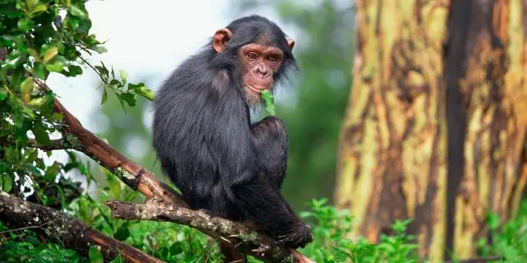 A monkey sits on a tree branch