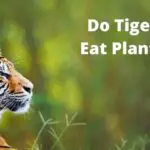 Do Tigers Eat Plants