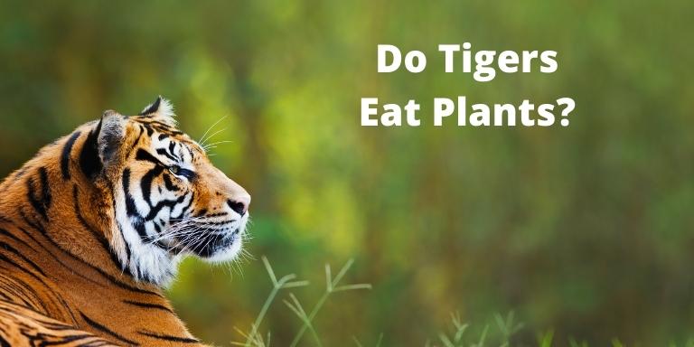 Do Tigers Eat Plants