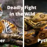 Do tigers eat snake