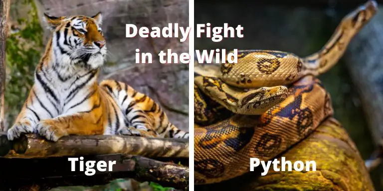 Do tigers eat snake