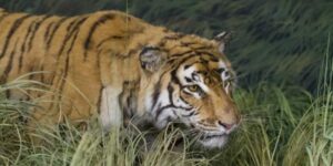 Do Tigers Eat Snakes? Deadly Fight in the Wild