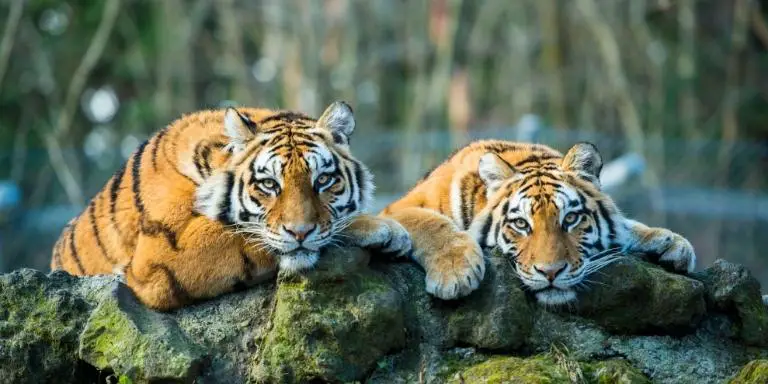 Two tigers lie down on a log