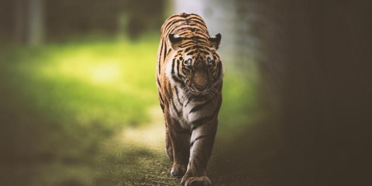 A tiger is walking in the middle of the forest path