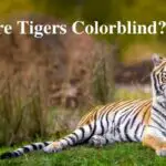 Are Tigers Colorblind