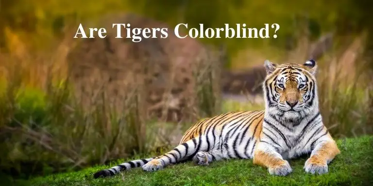 Are Tigers Colorblind