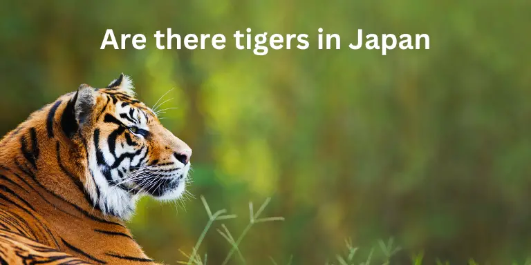 Are there tigers in Japan