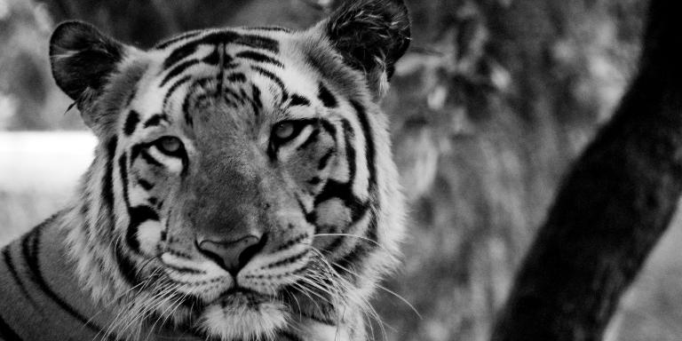 Black and White Photo of a Tiger