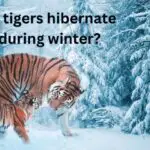 Do Tigers hibernate during winter