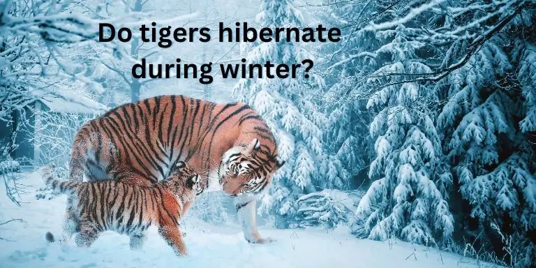 Do Tigers hibernate during winter