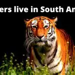 Do tigers live in South America