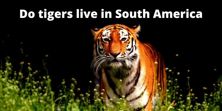 Do tigers live in South America