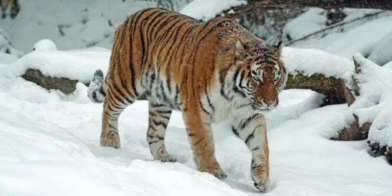 Siberian tigers migrate hundreds of miles to find a mate