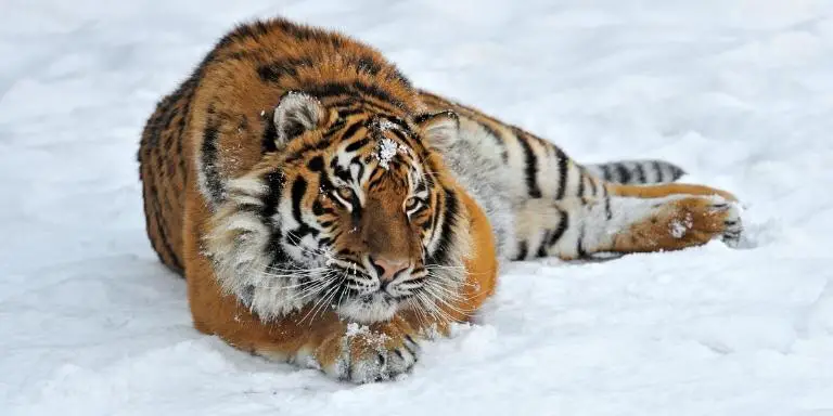 Siberian tigers sometimes lick snow