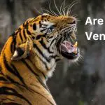 Are Tigers Vengeful