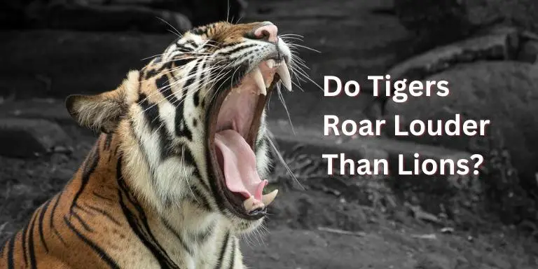 Do tigers roar