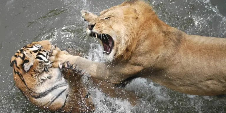 Tiger and lion fighting, roaring.