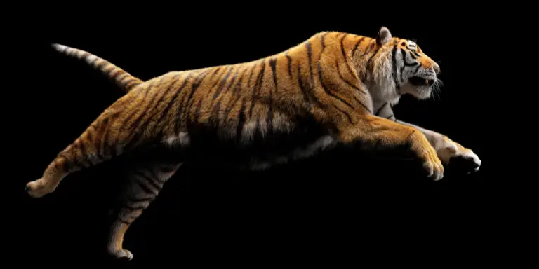 A tiger can leap upto 16 feet in the air