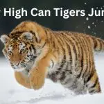 How High Can Tigers Jump