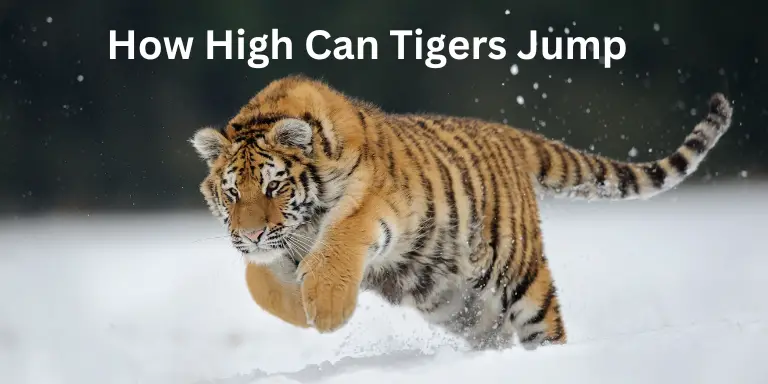 How High Can Tigers Jump