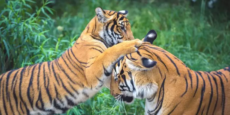 Two tigers fighting with each other