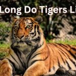 how long do tigers live