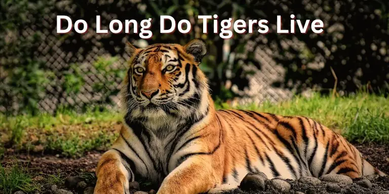 how long do tigers live