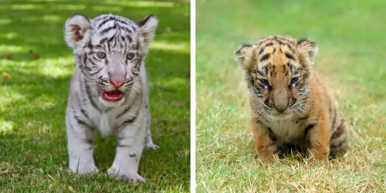 tiger cubs